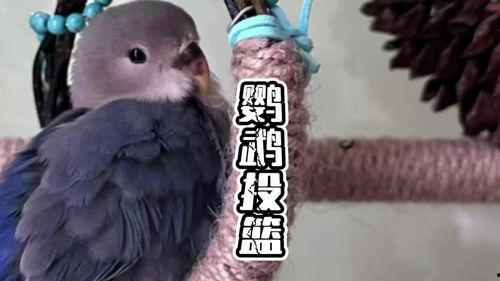 摸鸟视频在线观看,在线观看摸鸟视频，感受鸟类魅力瞬间  第1张